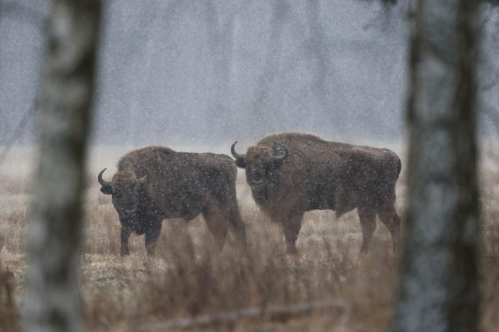 Zubr evropský (Bison bonasus)