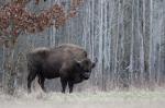 Zubr evropský (Bison bonasus)