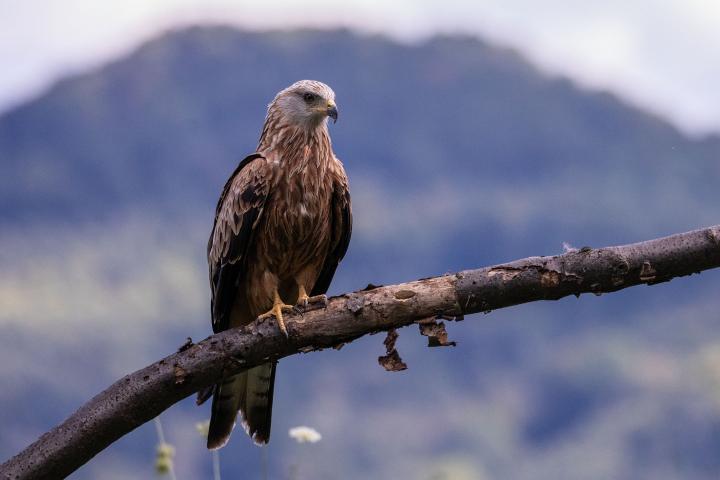 Luňák červený  (Milvus milvus)