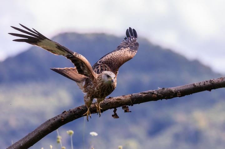 Luňák červený  (Milvus milvus)