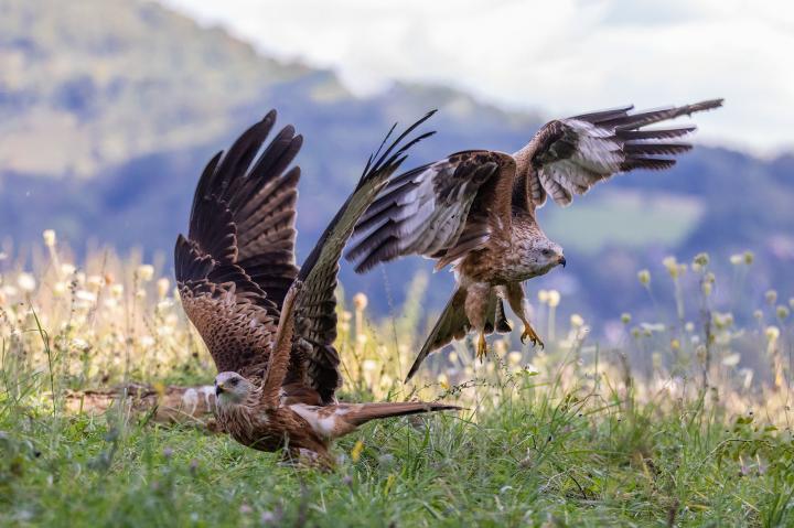 Luňák červený  (Milvus milvus)