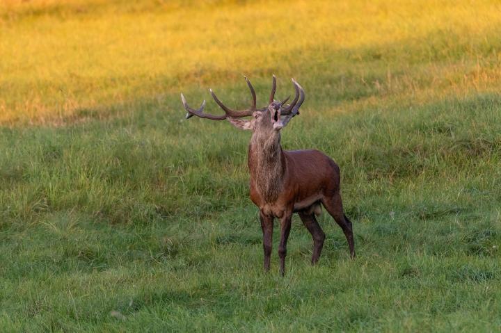 Jelen lesní (Cervus elaphus)
