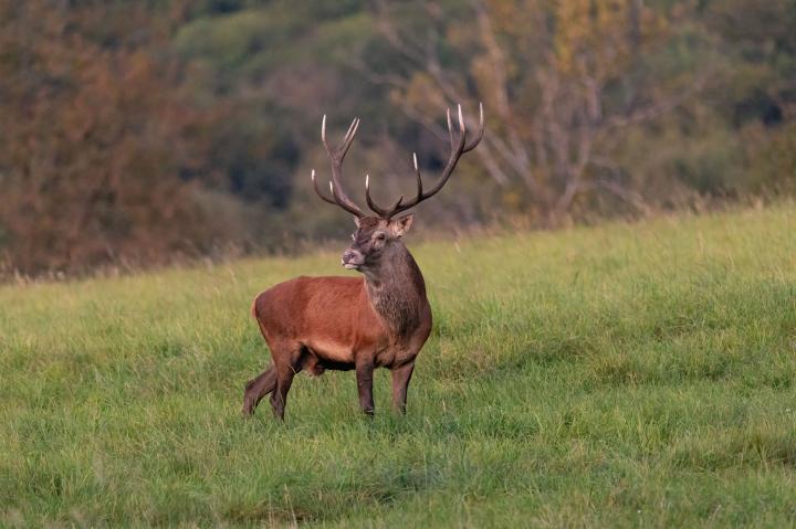 Jelen lesní (Cervus elaphus)