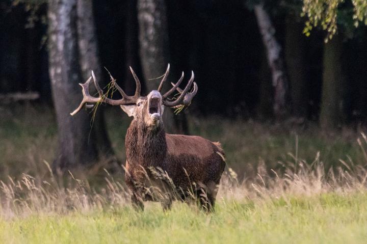 Jelen lesní (Cervus elaphus)