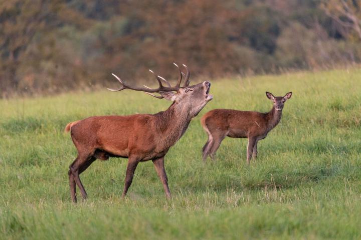 Jelen lesní (Cervus elaphus)