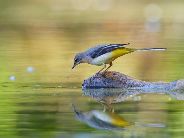 Konipas horský (Motacilla cinerea)