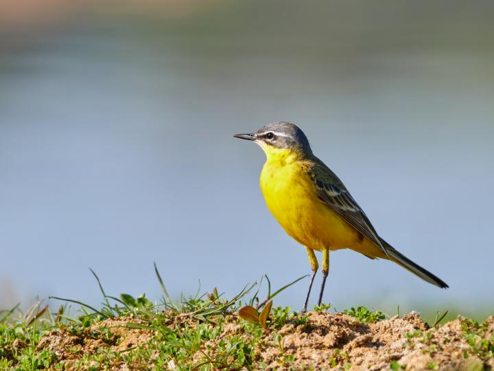 Konipas luční (Motacilla flava)