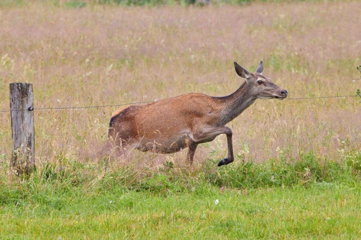 Jelen lesní (Cervus elaphus)
