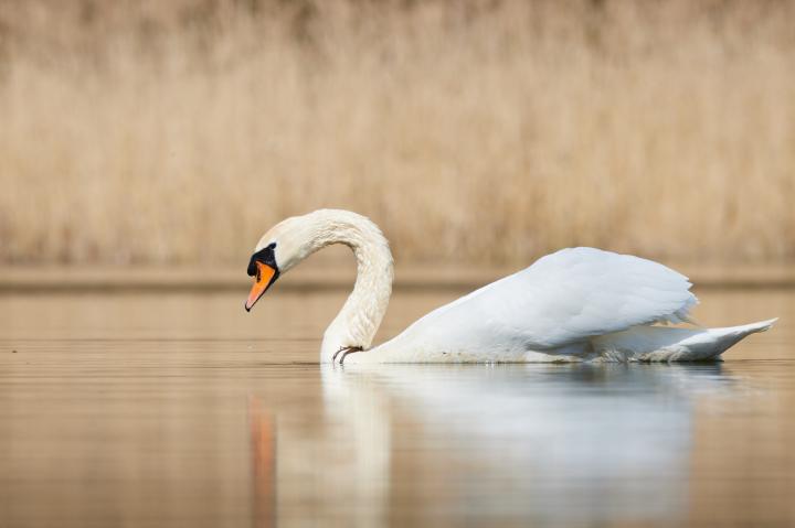  Labuť velká ( Muta olor)