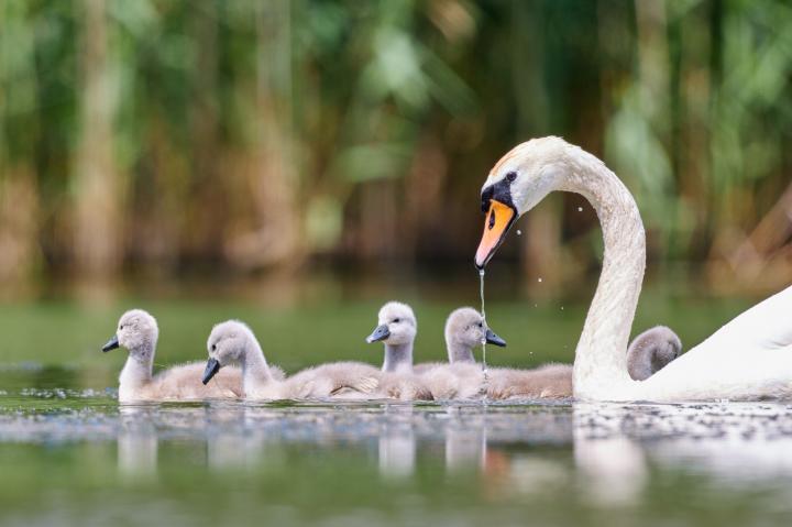 Labuť velká ( Muta olor)