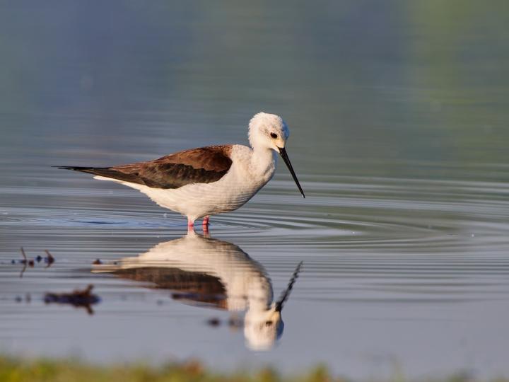 Pisila čáponohá (Himantopus himantopus)