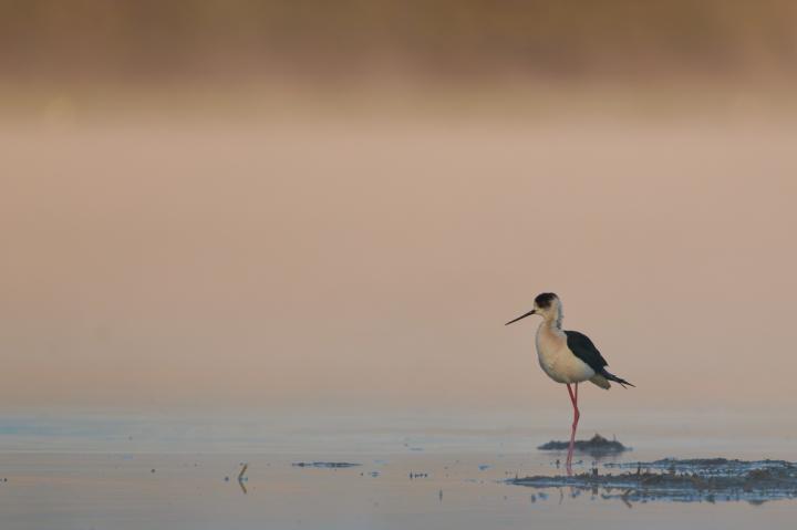 Pisila čáponohá (Himantopus himantopus)