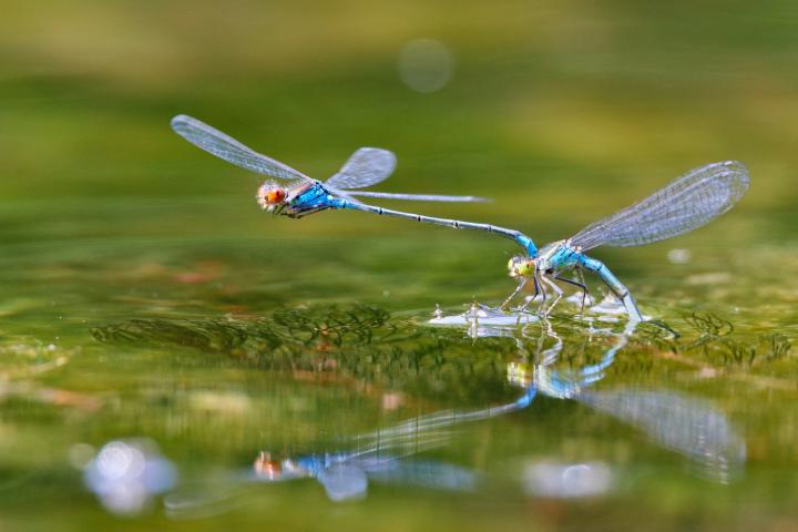 Šídélko znamenané (Erythromma viridulum)