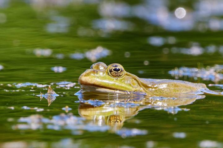 Skokan zelený (Viridis DESULTOR)