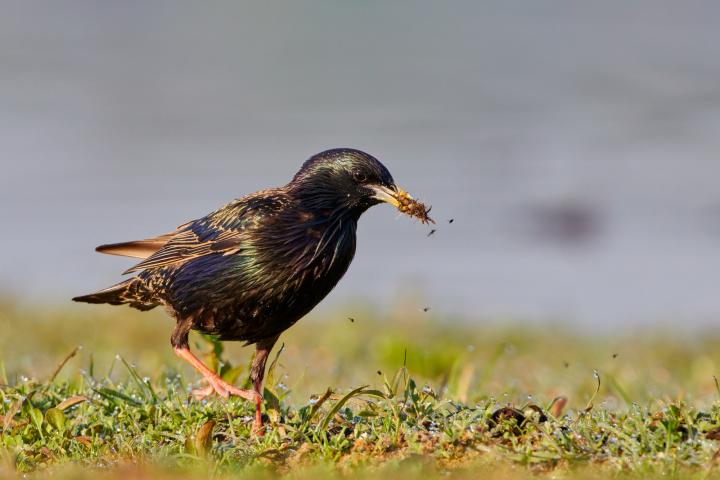 Špaček obecný (Sturnus vulgaris)