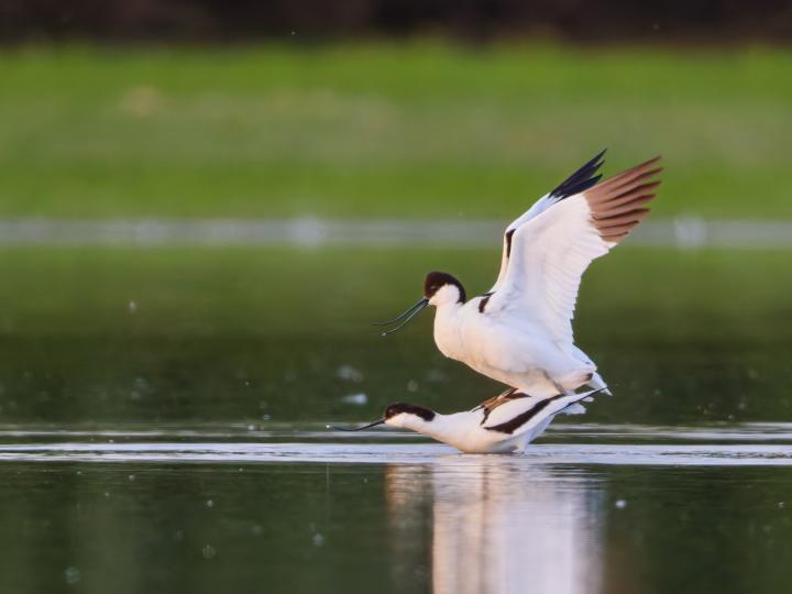 Tenkozobec opačný (Recurvirostra avosetta)