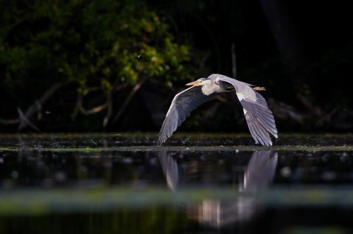 Volavka popelavá (Ardea cinerea)