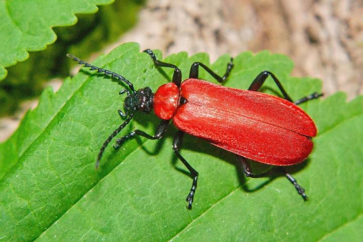 Červenáček ohnivý (Pyrochroa coccinea)