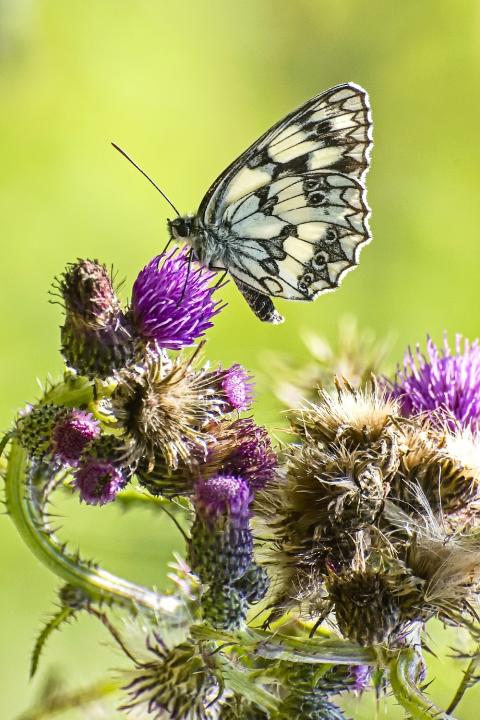 Okáč bojínkový (Certamina warbler)