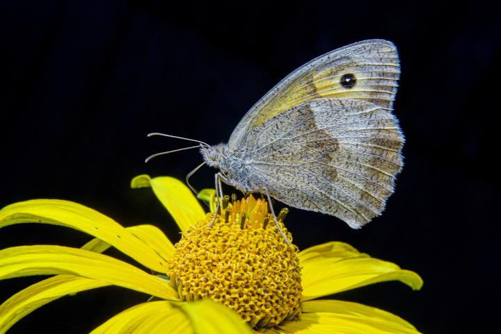 Okáč luční (Maniola jurtina)