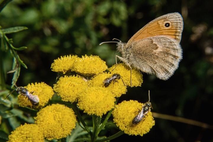 Okáč poháňkový (Coenonympha pamphilus)