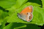 Okáč strdivkový (Coenonympha arcania)