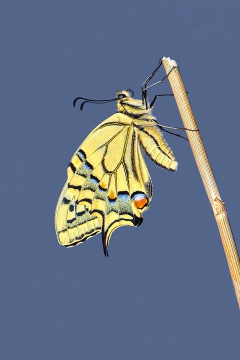 Otakárek fenyklový (Papilio machaon)