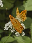Perleťovec stříbropásek (Argynnis paphia)