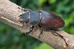 Roháč obecný (Cervus beetle)