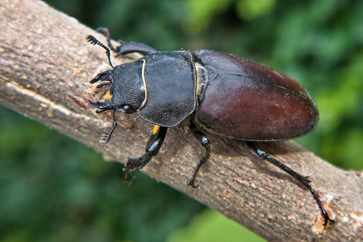 Roháč obecný (Cervus beetle)