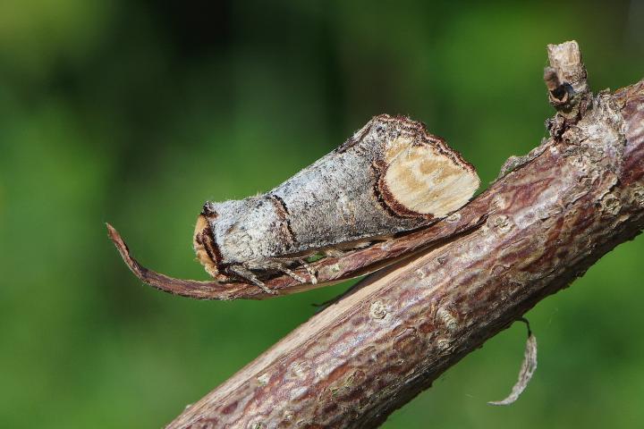 Vztyčnořitka lipová (Phalera bucephala)