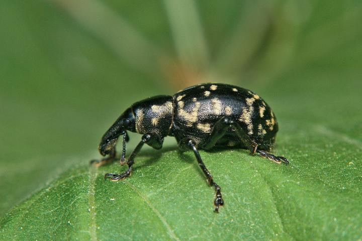 Klikoroh devětsilový (Liparus glabrirostris)