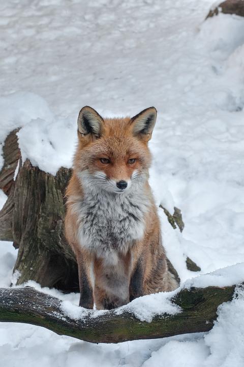  Liška obecná ( Vulpes Vulpes)