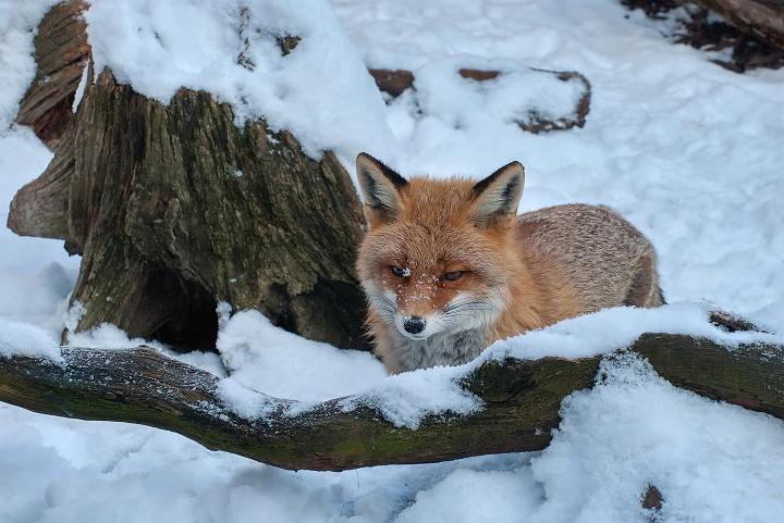  Liška obecná ( Vulpes Vulpes)