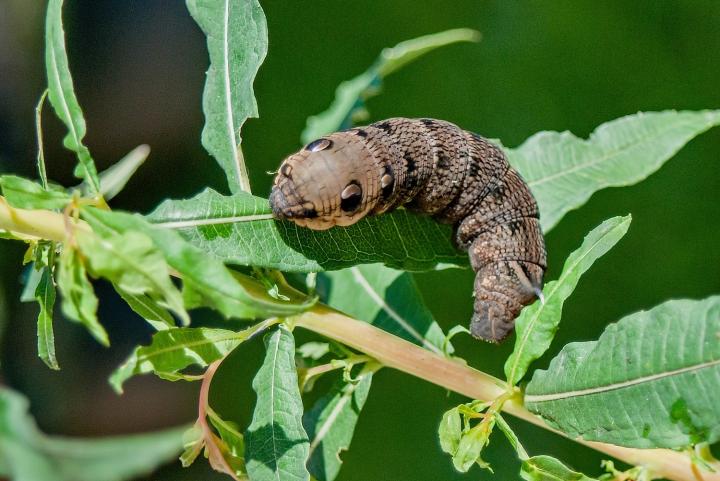 Lyšaj vrbkový (Deilephila elpenor)