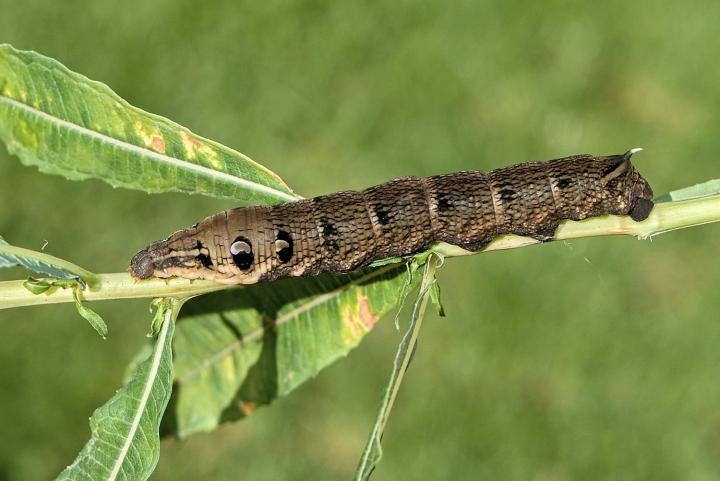 Lyšaj vrbkový (Deilephila elpenor)