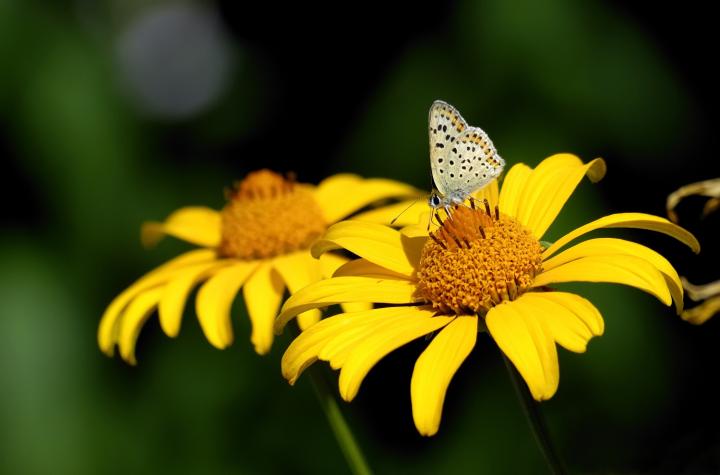 Ohniváček černoskvrný (Lycaena tityrus)