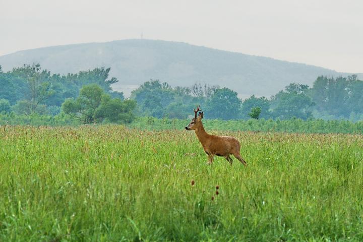  Srnec obecný ( Capreolus capreolus )