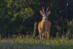  Srnec obecný ( Capreolus capreolus )
