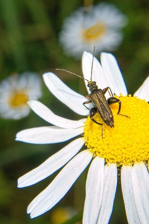 Stehenáč zelenavý (Oedemera virescens)
