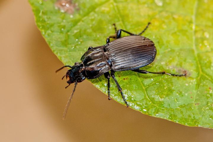 Střevlíček černý ( Pterostichus niger)