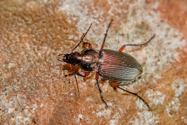 Střevlíček měděný (Poecilus cupreus)