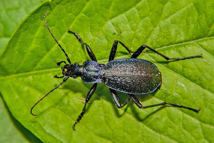 Střevlík vrásčitý (Chaetocarabus intricatus)