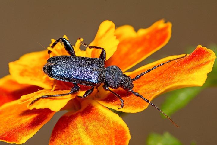 Tesařík fialový (Callidium violaceum)