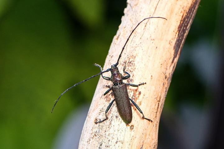 Tesařík obrovský (Cerambyx cerdo)