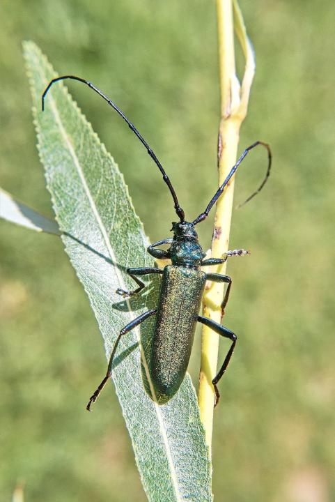 Tesařík pižmový (Aromia moschata)