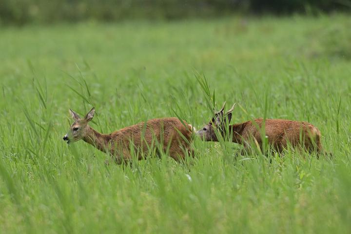 Srnec obecný ( Capreolus capreolus )