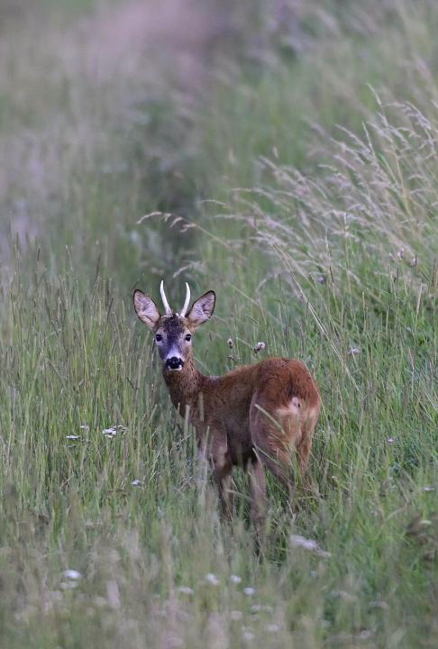  Srnec obecný ( Capreolus capreolus )