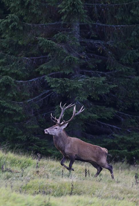 Jelen lesní (Cervus elaphus)