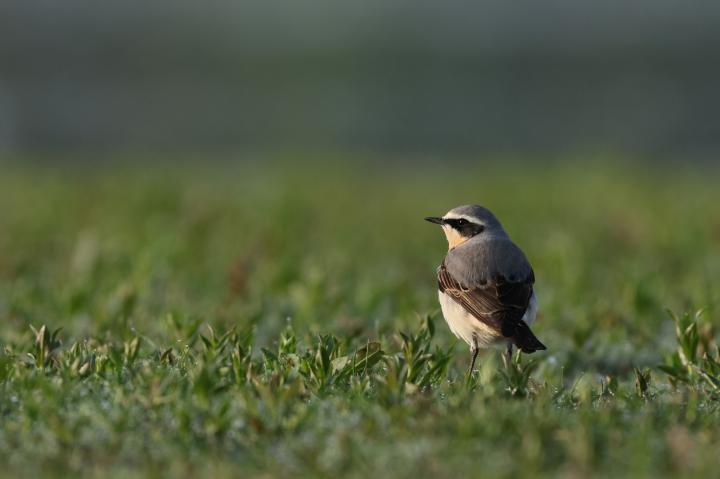 Bělořit šedý (Oenanthe oenanthe)